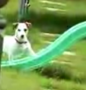 Dog Wants Up Slide